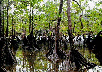 manglar.gif