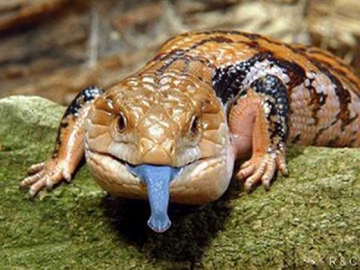 med_bluetongueskink.jpg