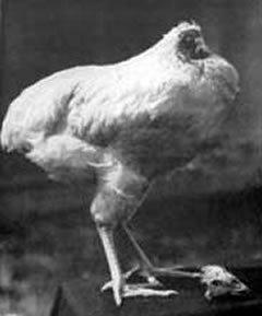 mike_el%20_pollo_sin_cabeza.jpg