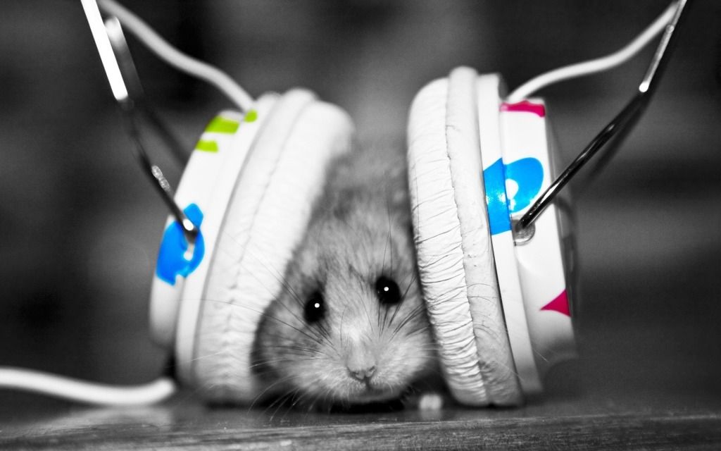 ComicalAnimals-0539.jpg
