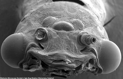 ls_ugliest_dobsonfly_02.jpg