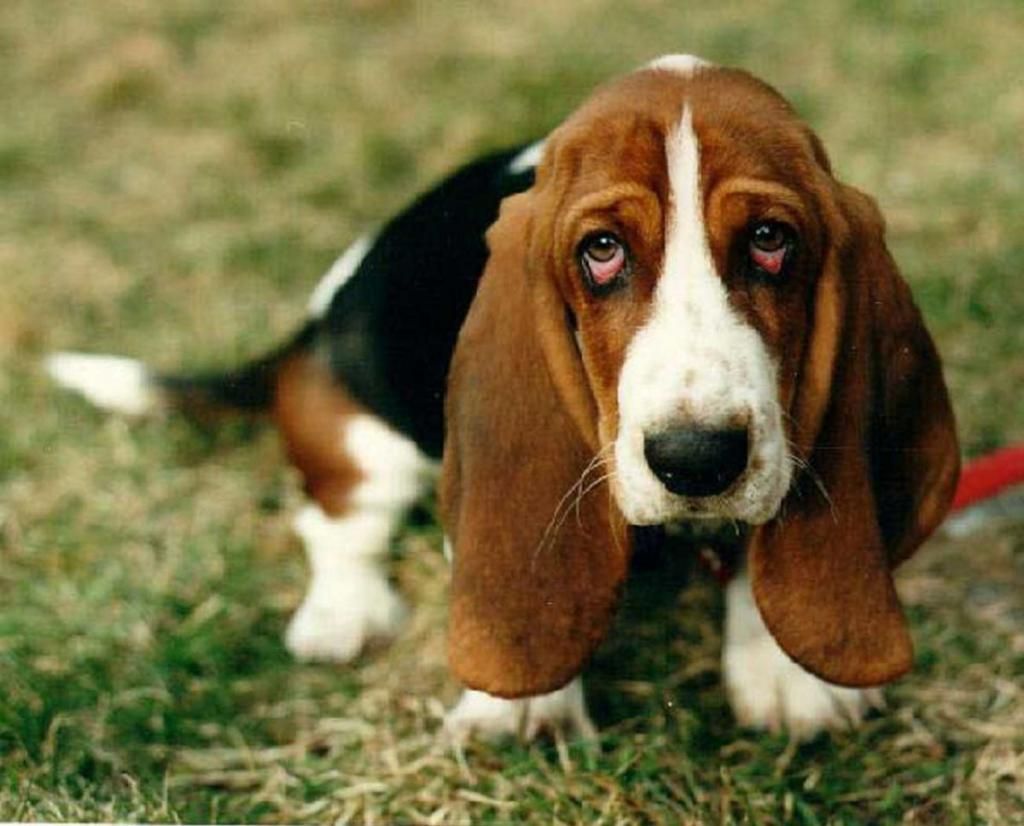 Basset_Hound_910894.jpg