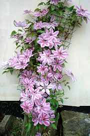 clematis.jpg