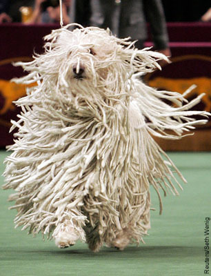komondor-1.jpg