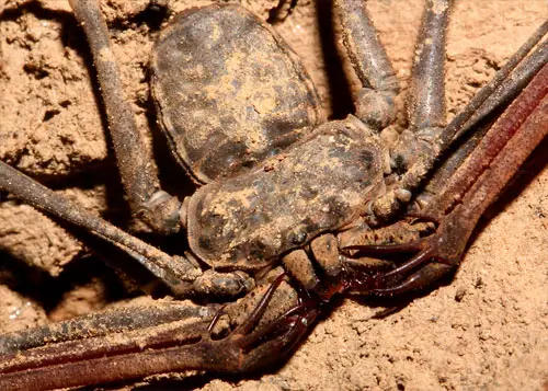 whip-scorpion.jpg