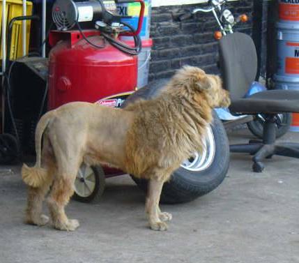 lion1.jpg