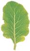 hoja.jpg