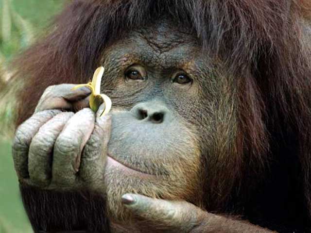 conscious_animal.jpg