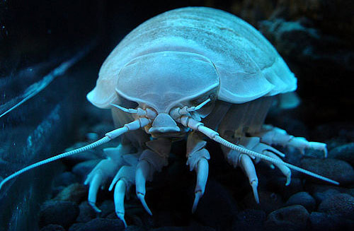 Giant-isopod.jpg