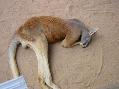 funny+animals.jpg