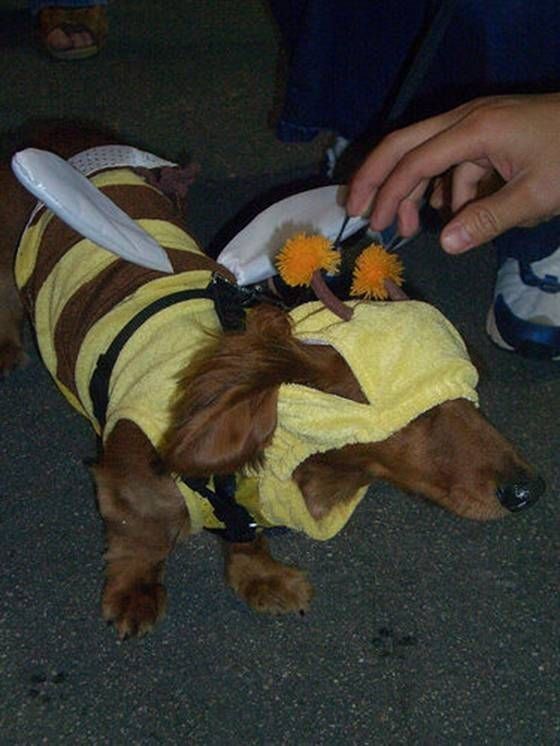 dog-costumes-18.jpg