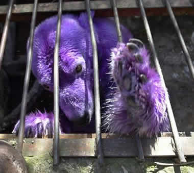el_oso_afeminado.jpg