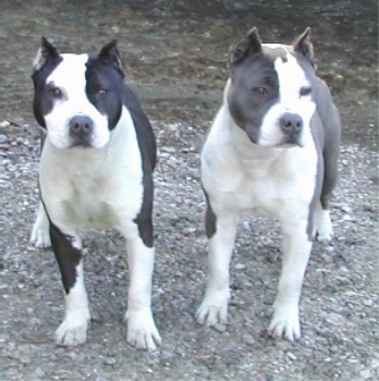 AmericanStaffordshireTerrierMountbrierfarmsmercurytwotone1.jpg