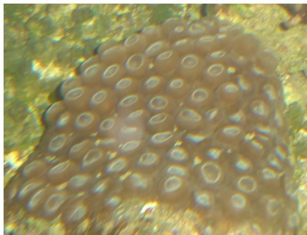 montastrea1.jpg