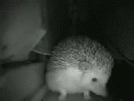 10f81hd.gif