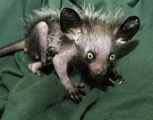 aye-aye.jpg