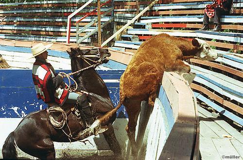 rodeo.jpg