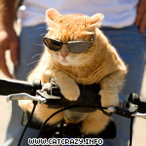 funny%20orkut%20scraps%20funny%20cats%20pics%20specs%20and%20gun.jpg