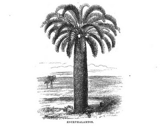 encephalartos_woodii+ilustracion.jpg