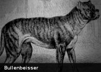 12.+03+-+Bullenbeisser.jpg