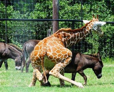 sexo+entre+especies+girafa+burra.jpg