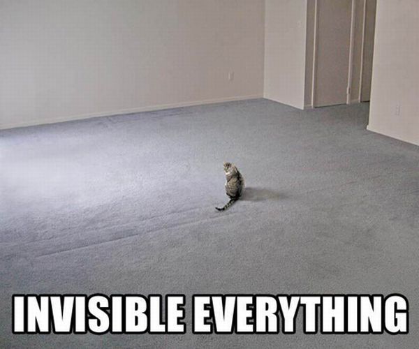 cats_and_invisible_objects_11.jpg