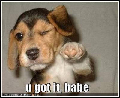 Funny+orkut+scraps+funny+dog+pictures+cool+puppy.jpg