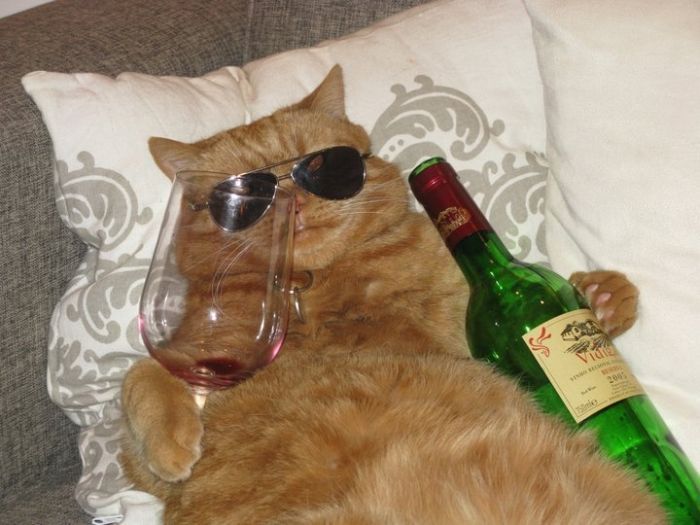gato+bebiendo+vino.jpg