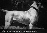 12.+04+-+viejo+perro+de+pelea+cordob%25C3%25A9s.jpg