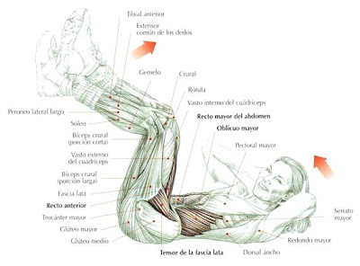 encogimientos-abdominales-crunch.jpg