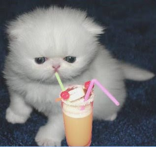 gato-bebiendo-parece-q-no-le-gusta.jpg