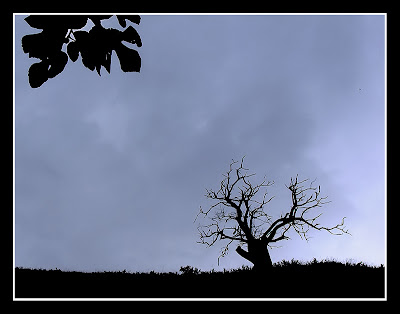 soledad_de_un_arbol_muerto.jpg
