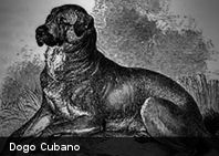 12.+05+-+Dogo+Cubano+o+Mast%25C3%25ADn+cubano.jpg