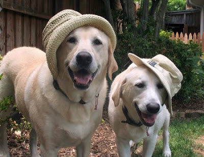 Labrador+retriever.jpg