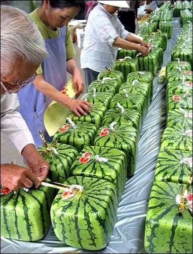 squared_watermelons.jpg