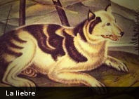 12.+06+-+La+liebre.jpg