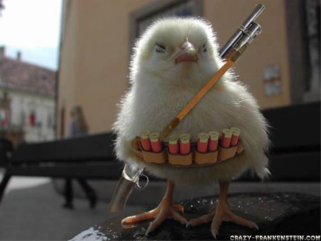 funny-wallpapers-chicken-war.jpg