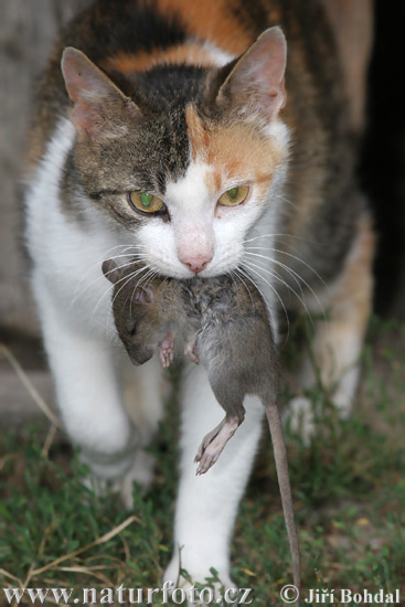 gato-domestico-31678.jpg