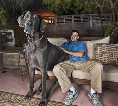 perro-mas-alto-del-mundo-gran-danes.jpg