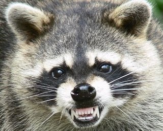 mapache%5B1%5D%5B1%5D.jpg