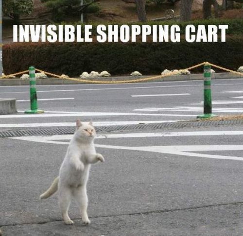 cats_and_invisible_objects_17.jpg