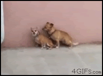 tumblr_lrjteo8e4r1qdlh1io1_250.gif