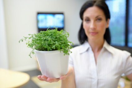 Planta_en_la_oficina.jpg
