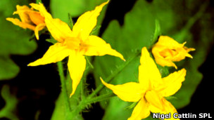 120813143254_tomate_304x171_nigelcattlinspl.jpg