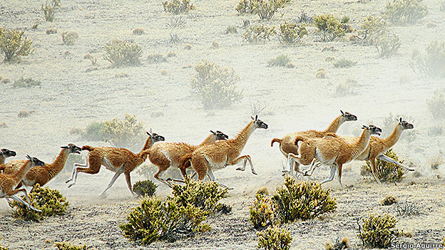 120921100725_guanacos_manada_624x351_sergioaguirre.jpg