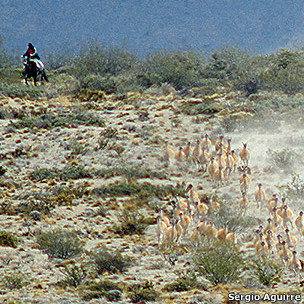 120921100915_guanacos_silvestria_304x304_sergioaguirre.jpg