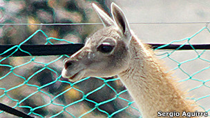 120921101342_guanaco_promos_304x171_sergioaguirre.jpg