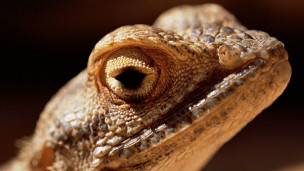 130118130359_lagarto_304x171_bbc_nocredit.jpg