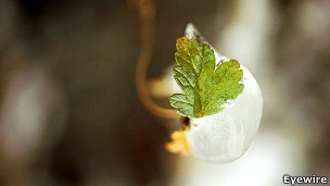 130213162602_focus_hoja_304x171_eyewire.jpg