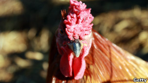 130220162755_focus_gallo_304x171_getty.jpg